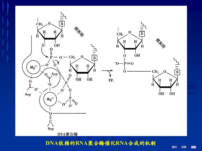 【醫學PPT課件】第十六章 RNA的生物合成 生物化學與分子生物學第13頁