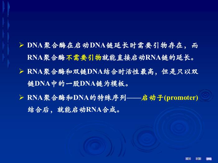 【醫學PPT課件】第十六章 RNA的生物合成 生物化學與分子生物學第14頁