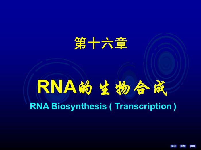 【醫學PPT課件】第十六章 RNA的生物合成 生物化學與分子生物學第2頁
