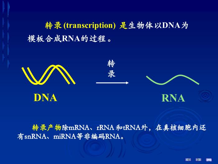 【醫學PPT課件】第十六章 RNA的生物合成 生物化學與分子生物學第4頁