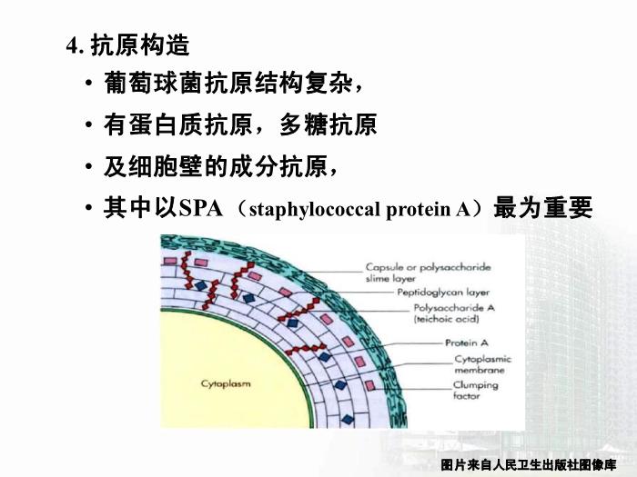 【醫學PPT課件】第8章 球菌 醫學微生物學第11頁