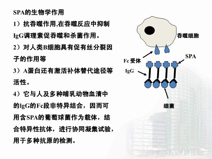 【醫學PPT課件】第8章 球菌 醫學微生物學第12頁