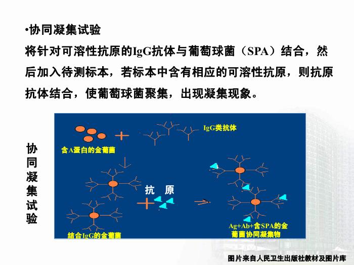 【醫學PPT課件】第8章 球菌 醫學微生物學第13頁