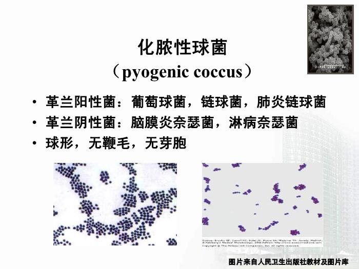 【醫學PPT課件】第8章 球菌 醫學微生物學第6頁