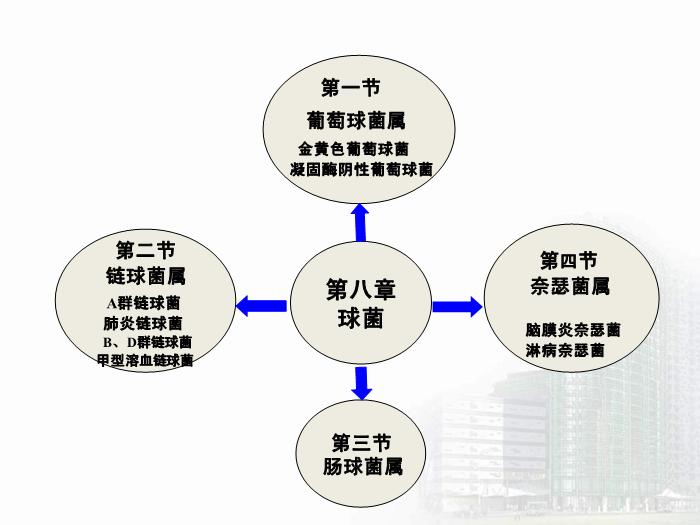 【醫學PPT課件】第8章 球菌 醫學微生物學第7頁