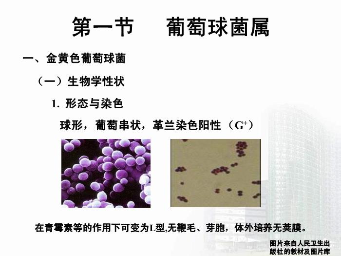【醫學PPT課件】第8章 球菌 醫學微生物學第8頁