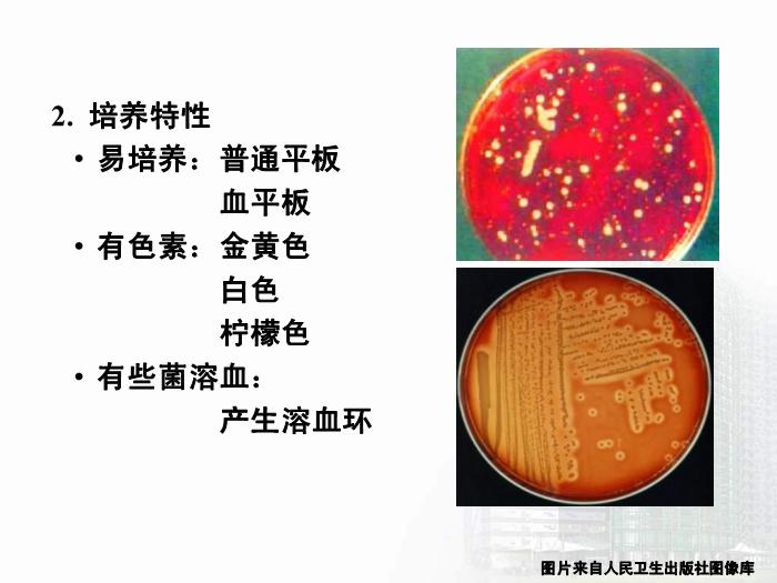 【醫學PPT課件】第8章 球菌 醫學微生物學第9頁