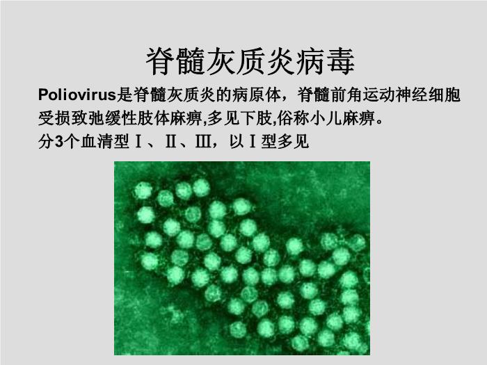 【醫學PPT課件】第25章 腸道感染病毒 寧夏醫科大學第11頁