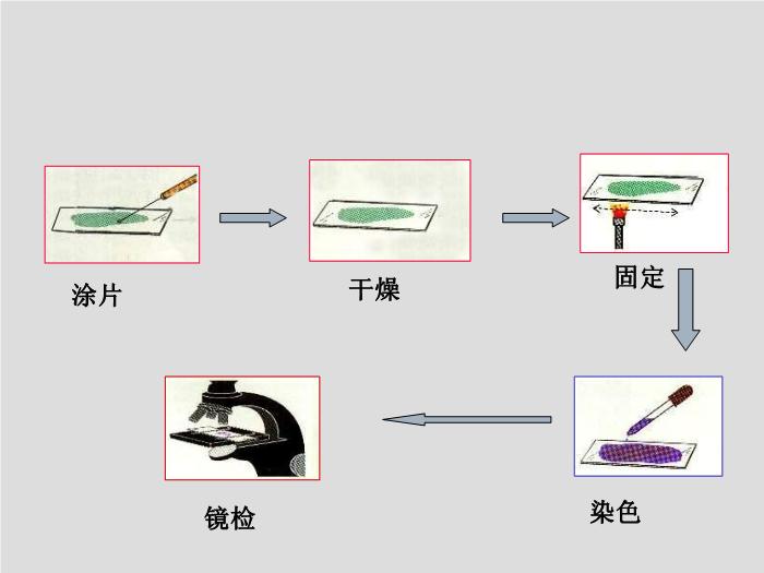 【醫學PPT課件】臨床微生物學檢驗技術 安徽醫科大學   徐元宏第4頁