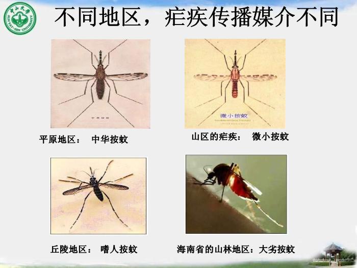 【醫學PPT課件】瘧疾 中山大學傳染病學教學課件第15頁