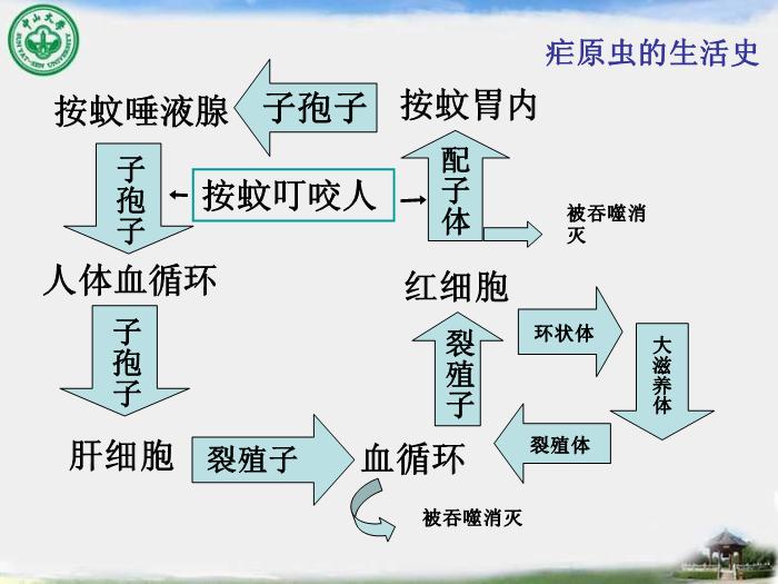 【醫學PPT課件】瘧疾 中山大學傳染病學教學課件第6頁