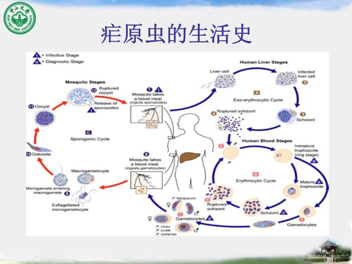 【醫學PPT課件】瘧疾 中山大學傳染病學教學課件第7頁