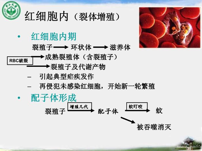 【醫學PPT課件】瘧疾 中山大學傳染病學教學課件第9頁