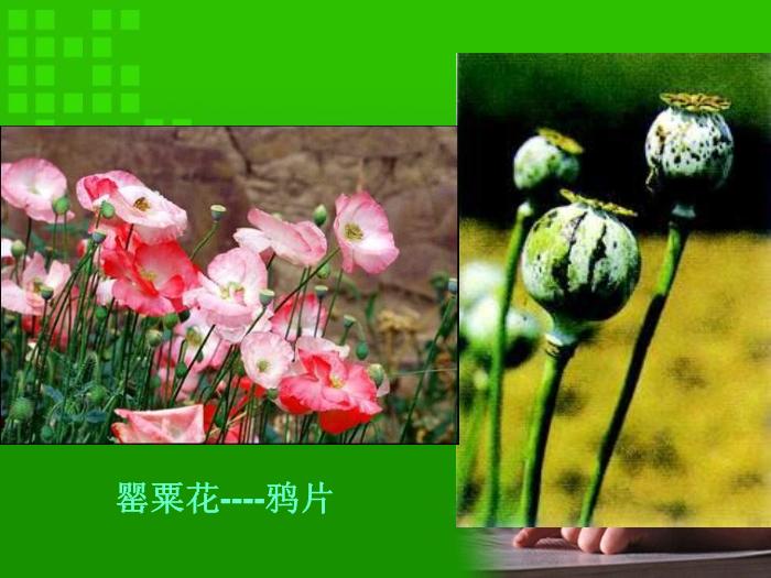 【醫學PPT課件】第1章 藥理學緒論 華科大同濟藥理系第10頁