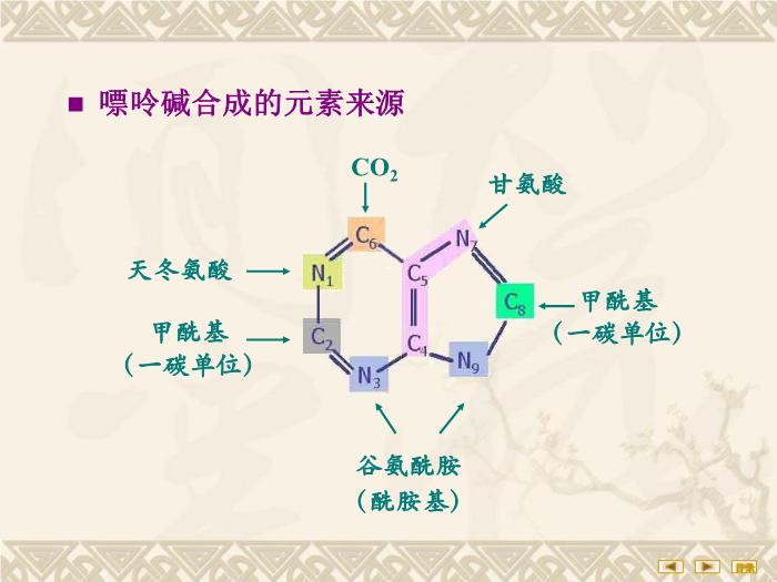 【醫學PPT課件】核苷酸代謝 生物化學與分子生物學第10頁