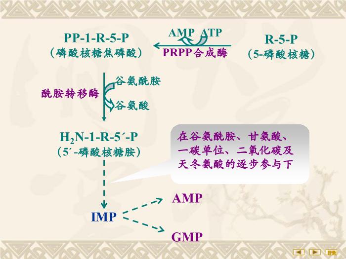 【醫學PPT課件】核苷酸代謝 生物化學與分子生物學第12頁