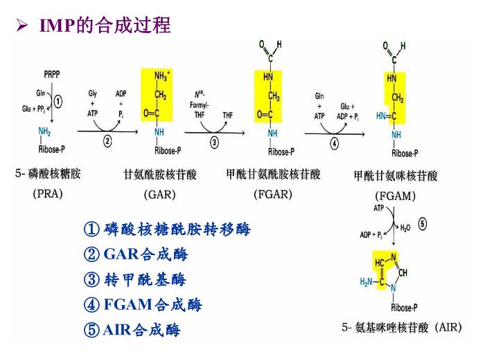 【醫學PPT課件】核苷酸代謝 生物化學與分子生物學第13頁