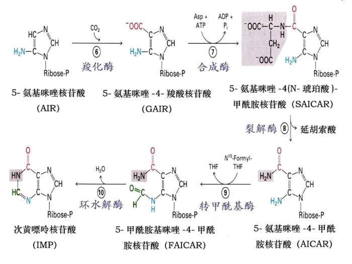 【醫學PPT課件】核苷酸代謝 生物化學與分子生物學第14頁