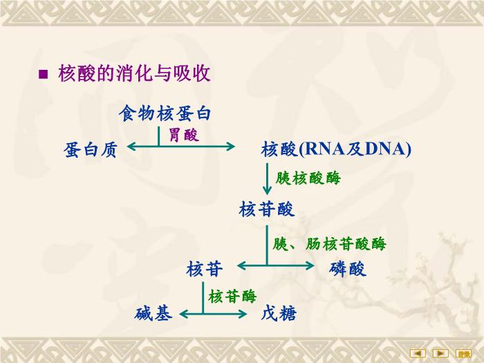 【醫學PPT課件】核苷酸代謝 生物化學與分子生物學第4頁