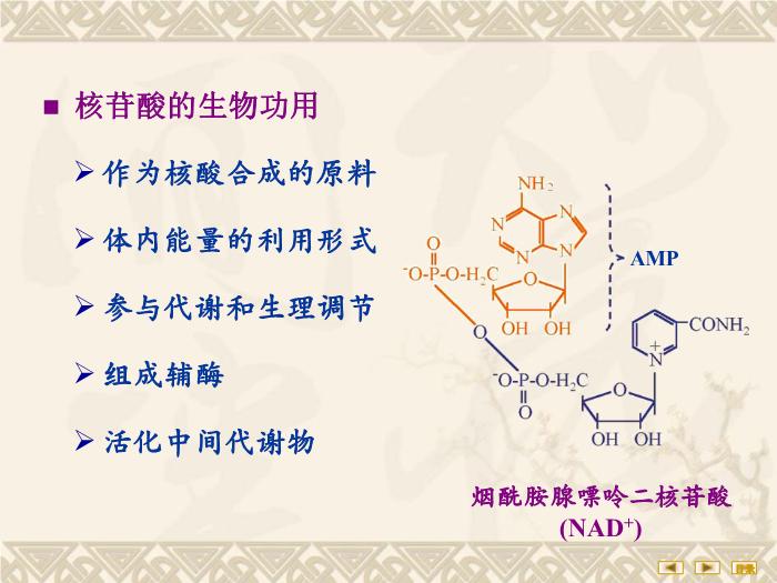 【醫學PPT課件】核苷酸代謝 生物化學與分子生物學第5頁