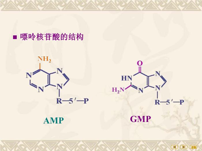 【醫學PPT課件】核苷酸代謝 生物化學與分子生物學第7頁