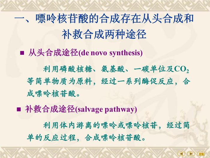 【醫學PPT課件】核苷酸代謝 生物化學與分子生物學第8頁