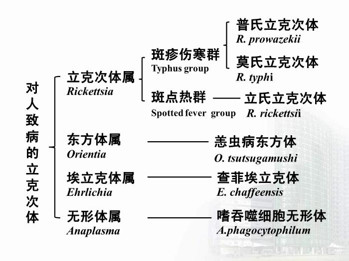 【醫學PPT課件】立克次體 醫學微生物學中南大學基礎醫學院第5頁