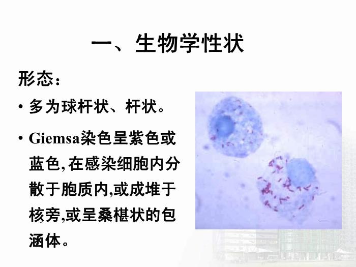 【醫學PPT課件】立克次體 醫學微生物學中南大學基礎醫學院第7頁