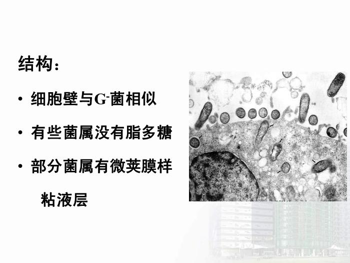 【醫學PPT課件】立克次體 醫學微生物學中南大學基礎醫學院第9頁