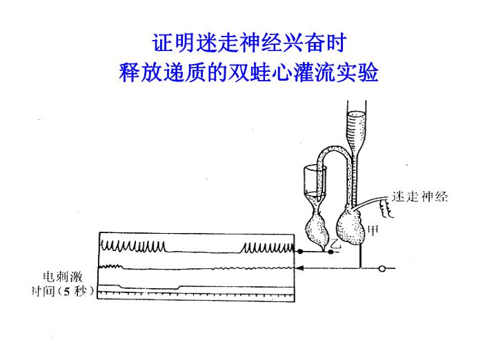 【醫學PPT課件】第5章 自主神經系統藥理概論-同濟醫學院藥理學系第6頁