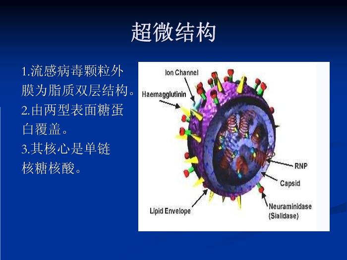 【醫學PPT課件】流行性感冒-河南大學第一附屬醫院第7頁