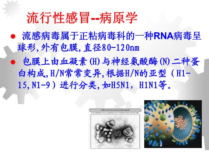 【醫學PPT課件】流行性感冒-北華大學附屬醫院呼吸科-石梅第13頁