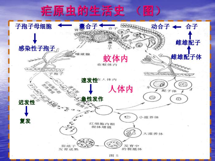 【醫學PPT課件】瘧疾 蚌醫一附院傳染病學教研室第11頁