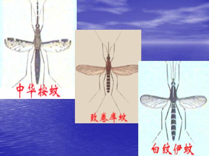 【醫學PPT課件】瘧疾 蚌醫一附院傳染病學教研室第14頁