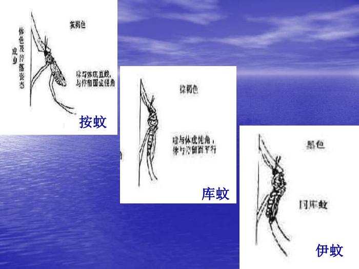 【醫學PPT課件】瘧疾 蚌醫一附院傳染病學教研室第15頁