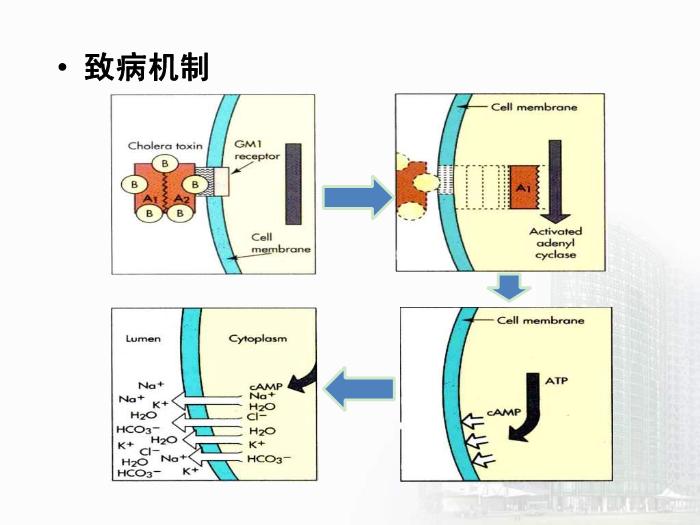 【醫學PPT課件】弧菌屬  醫學微生物學教學課件第11頁