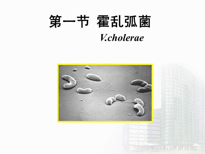 【醫學PPT課件】弧菌屬  醫學微生物學教學課件第5頁