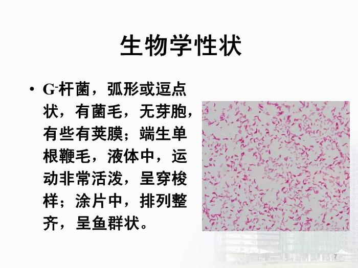 【醫學PPT課件】弧菌屬  醫學微生物學教學課件第7頁