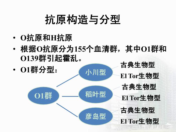 【醫學PPT課件】弧菌屬  醫學微生物學教學課件第9頁