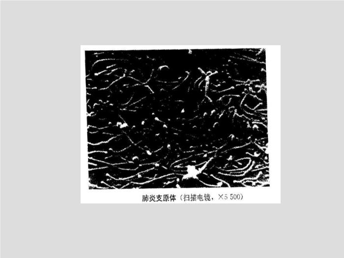 【醫學PPT課件】第17章 支原體 天津醫科大學 
