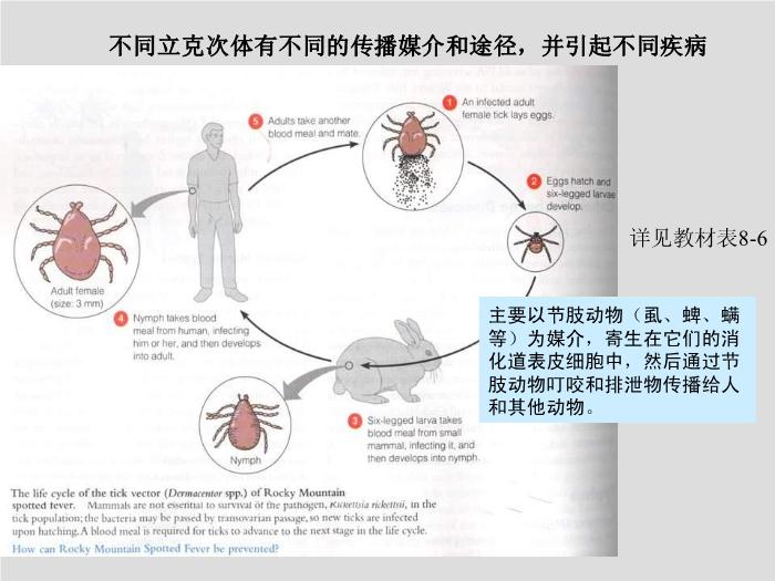 【醫學PPT課件】立克次體 第三軍醫大學  汪正清第6頁