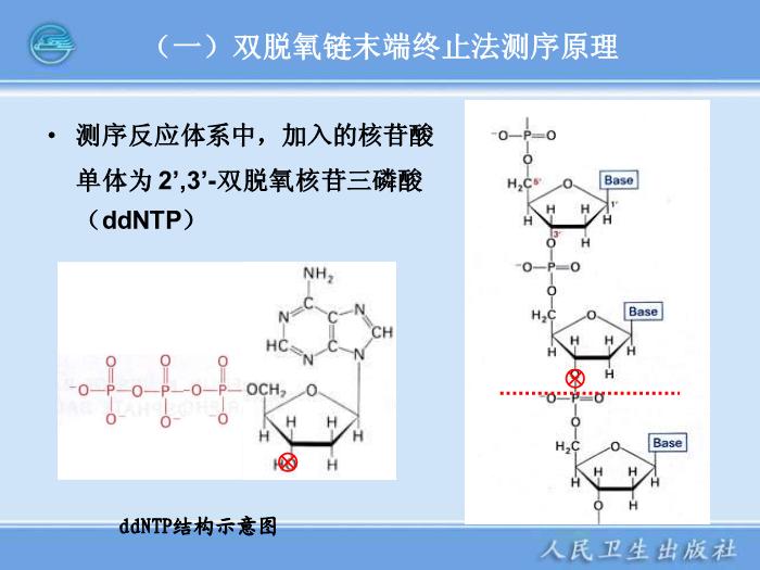 【醫學PPT課件】全自動DNA測序儀和蛋白質自動測序儀臨床檢驗儀器學第10頁