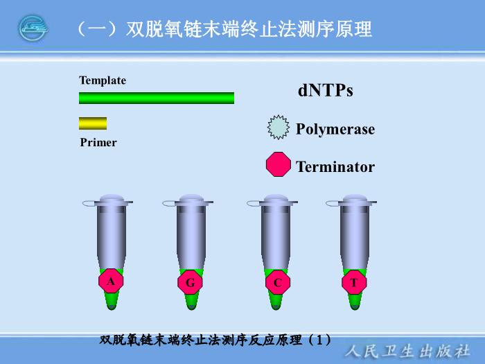 【醫學PPT課件】全自動DNA測序儀和蛋白質自動測序儀臨床檢驗儀器學第13頁