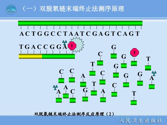 【醫學PPT課件】全自動DNA測序儀和蛋白質自動測序儀臨床檢驗儀器學第14頁