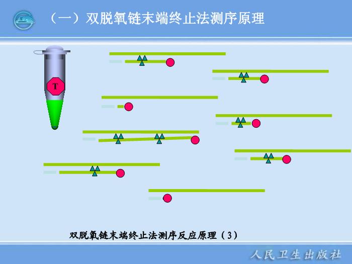 【醫學PPT課件】全自動DNA測序儀和蛋白質自動測序儀臨床檢驗儀器學第15頁