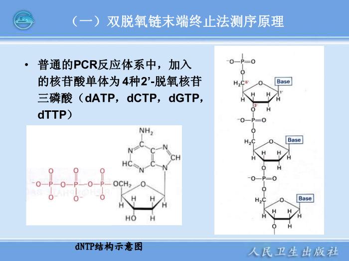 【醫學PPT課件】全自動DNA測序儀和蛋白質自動測序儀臨床檢驗儀器學第9頁