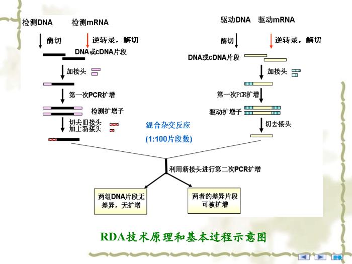【醫學PPT課件】疾病相關基因的鑒定與基因功能研究 醫學微生物學教學課件第14頁