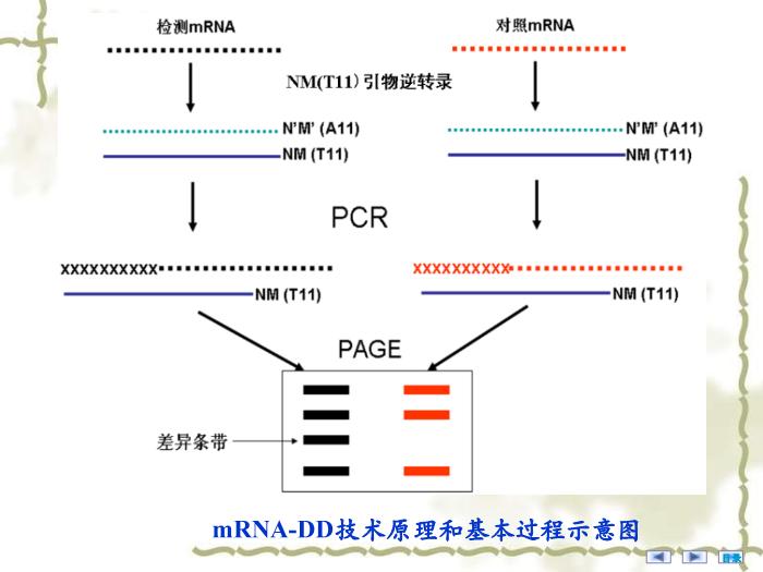 【醫學PPT課件】疾病相關基因的鑒定與基因功能研究 醫學微生物學教學課件第15頁