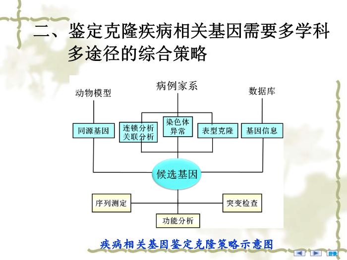 【醫學PPT課件】疾病相關基因的鑒定與基因功能研究 醫學微生物學教學課件第6頁
