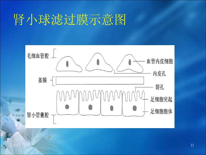【醫學PPT課件】第17章 腎臟疾病的生物化學診斷（人衛）預覽圖（11）